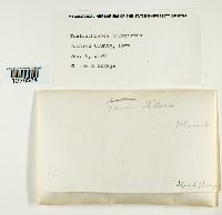 Physcia stellaris image