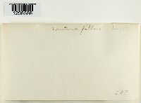 Xanthoria fallax image