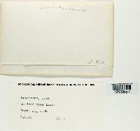 Ramalina americana image