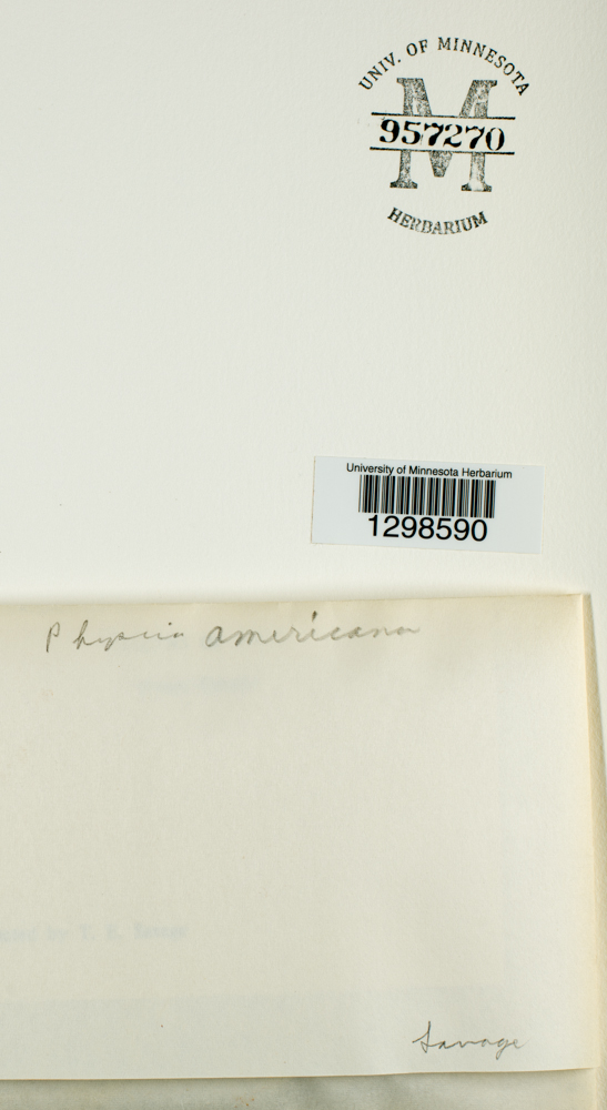 Physcia americana image