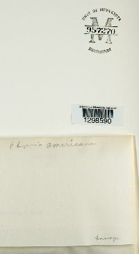 Media resource of Physcia americana