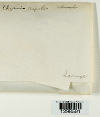 Physcia aipolia image