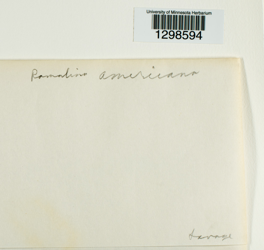 Ramalina americana image