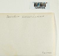 Media resource of Ramalina americana