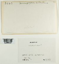 Media resource of Usnea antarctica