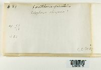 Rusavskia elegans image