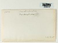 Ramalina fraxinea image