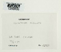 Umbilicaria muehlenbergii image