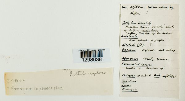 Peltula euploca image