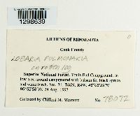 Lobaria pulmonaria image