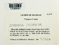 Cladonia crispata image