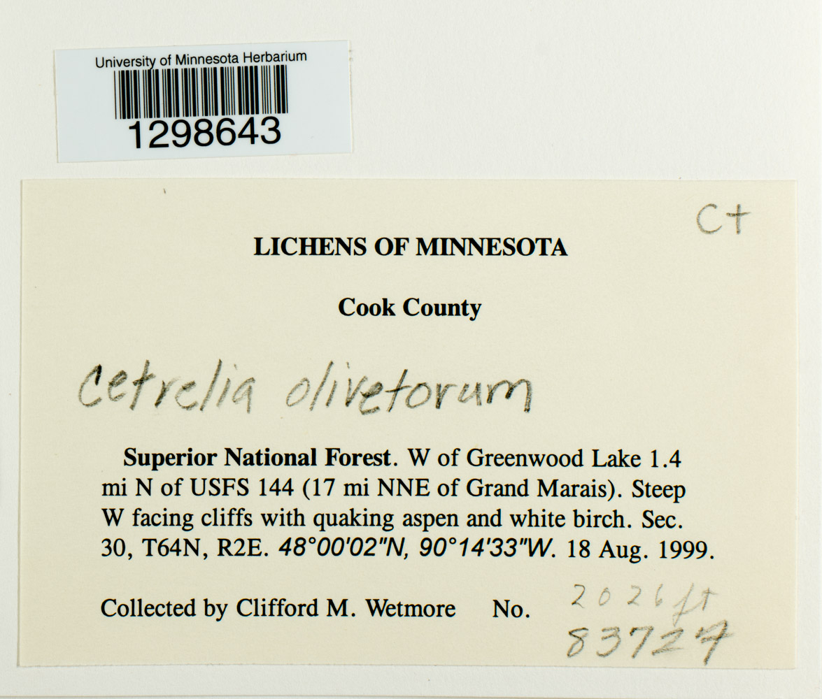 Cetrelia olivetorum image