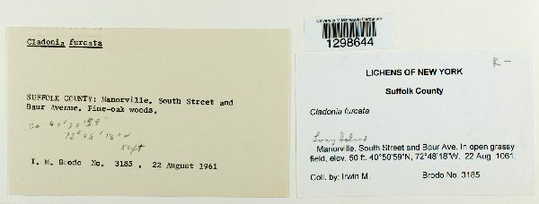 Cladonia furcata image