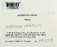 Cladonia gracilis image