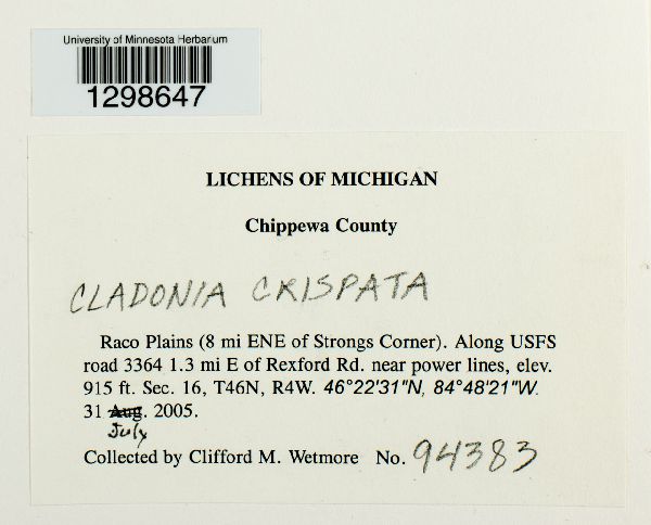 Cladonia crispata image