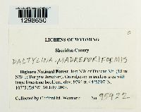 Pycnothelia papillaria image