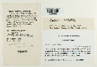 Cladonia verticillata image