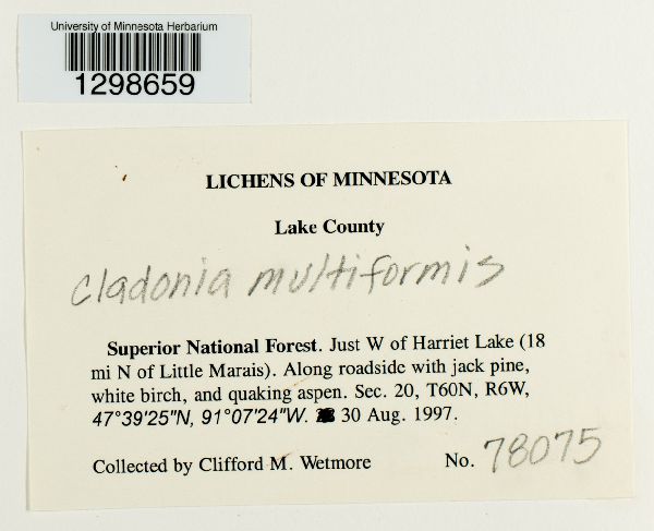 Cladonia multiformis image