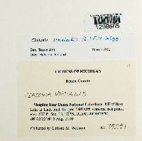 Cladonia uncialis image