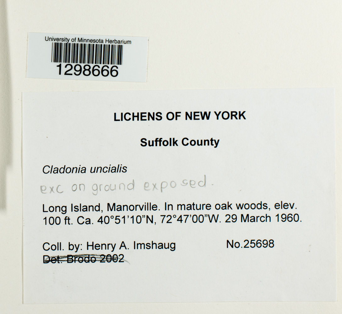 Cladonia uncialis image