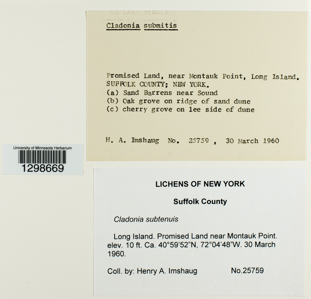 Cladonia submitis image