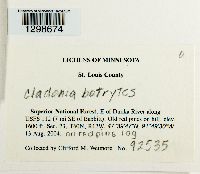 Image of Cladonia botrytes