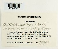 Athallia holocarpa image