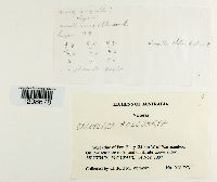 Athallia holocarpa image