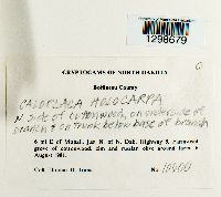 Athallia holocarpa image