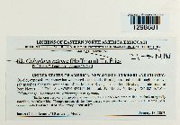 Flavoplaca citrina image