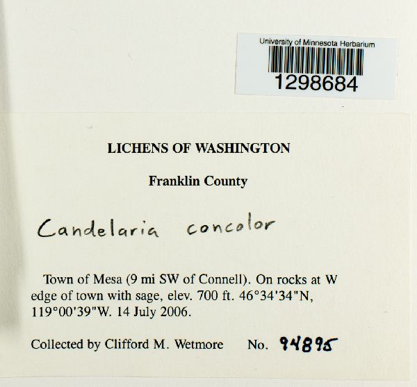 Candelariaceae image