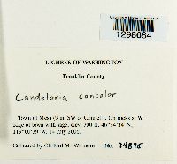 Candelaria concolor image