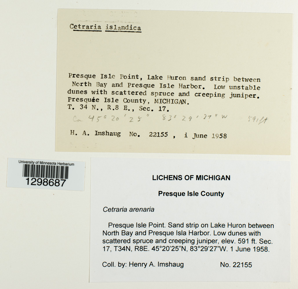 Cetraria arenaria image