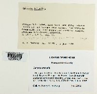 Media resource of Cetraria arenaria