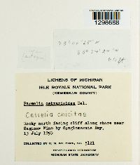 Cetrelia chicitae image