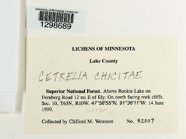 Cetrelia chicitae image