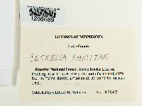 Media resource of Cetrelia chicitae