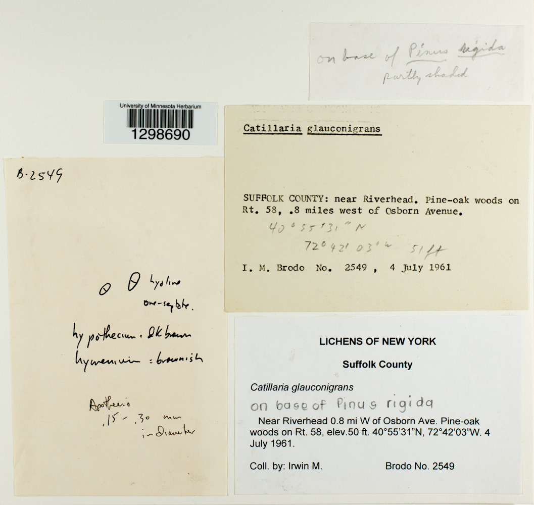 Catillaria glauconigrans image