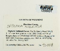 Cetraria aculeata image