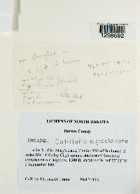 Catillaria nigroclavata image