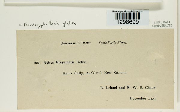 Pseudocyphellaria glabra image