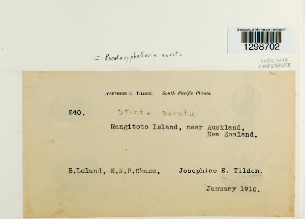 Pseudocyphellaria aurata image