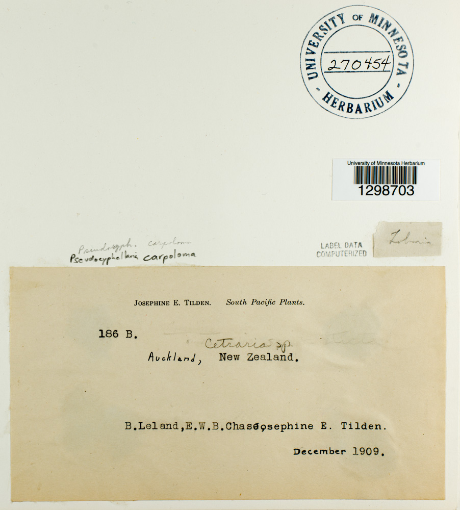 Pseudocyphellaria carpoloma image