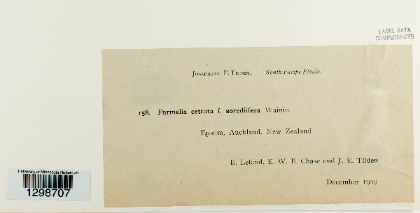 Parmotrema cetratum image