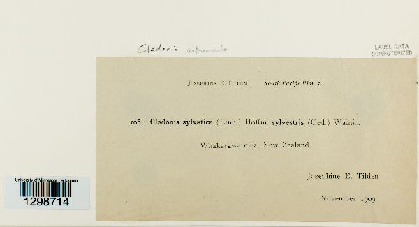 Cladonia arbuscula image