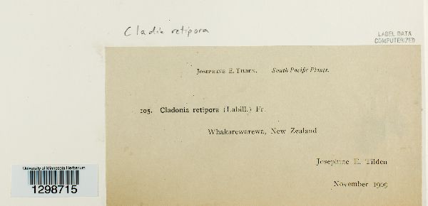 Cladia retipora image