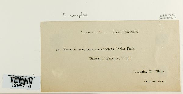 Pannaria conoplea image