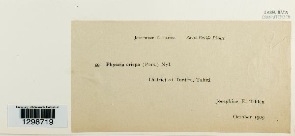 Physcia crispa image