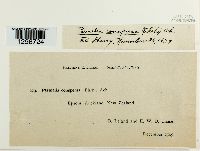 Xanthoparmelia conspersa image