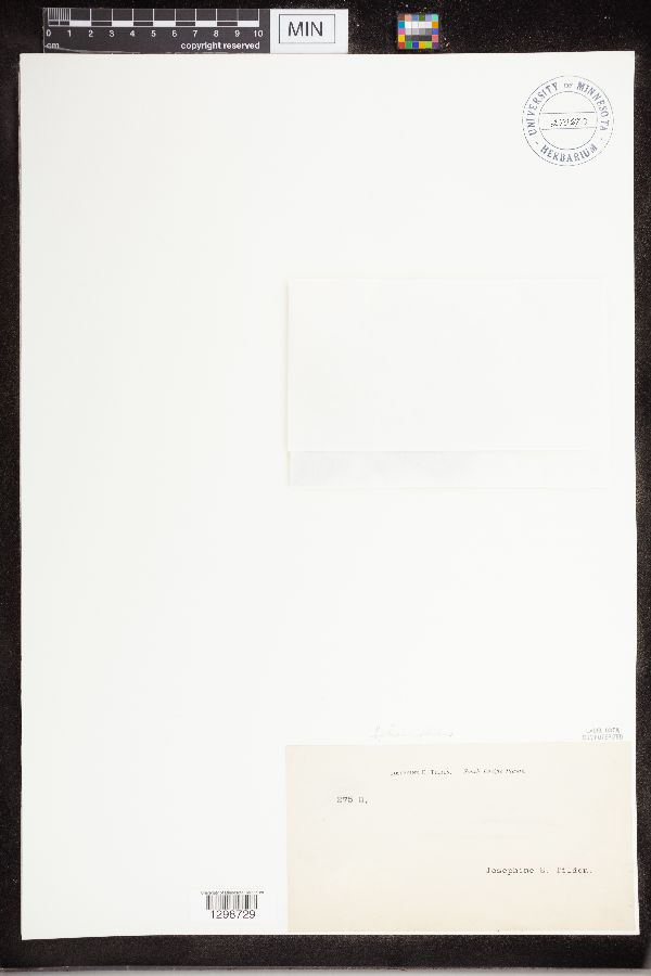 Sphaerophoraceae image